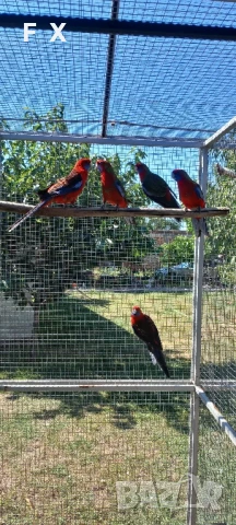 penantovi rozeli   , снимка 3 - Папагали - 51343821