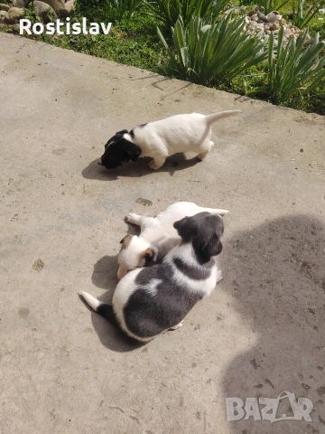 кученца джак ръсел териер , снимка 3 - Джак ръсел териер - 53954507