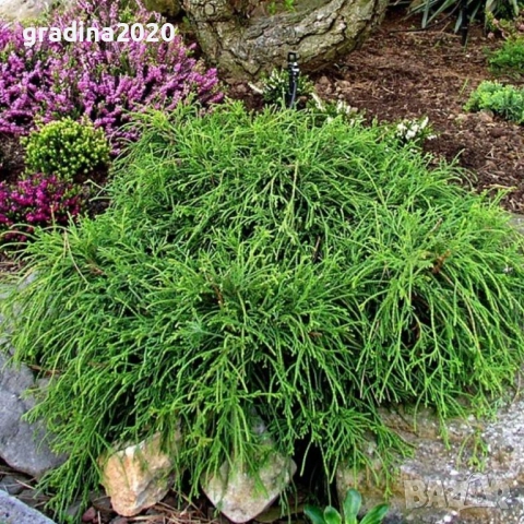 Лъжекипарис Нана – Chamaecyparis Filifera Nana, снимка 3 - Разсади - 52714377