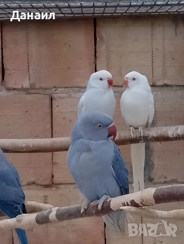 Малък Александър , снимка 9 - Папагали - 53636026