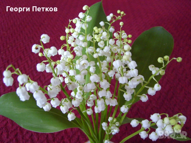 Момина сълза - 5 €./10 коренчета