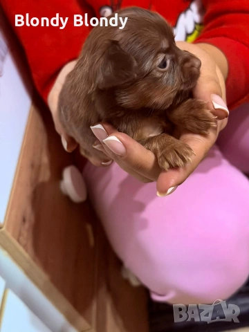 Чихуахуа Мини Пинчер, снимка 5 - Чихуахуа - 53598696