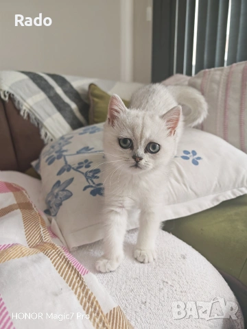 Правоуха сребърна чинчила, снимка 2 - Британска късокосместа - 53138153