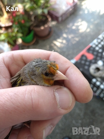 Хибрид , снимка 2 - Канари - 54169121