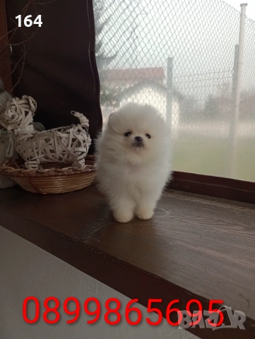 Миниатюрно момиче. Чисто бял мини Померан. Реални снимки от 21.03.26, снимка 4 - Померан - 53888642