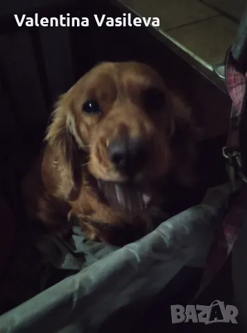 Английски кокер шпаньол