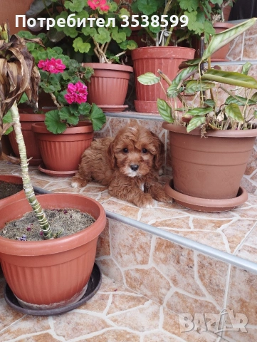 Кавапу , снимка 6 - Пудели - 52909276