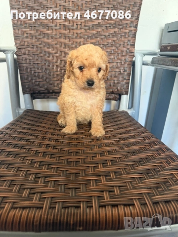 Той пудел момченце , снимка 6 - Пудели - 53758052