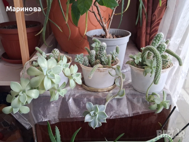 3 композиции с кактуси и сукуленти, снимка 2 - Стайни растения - 54178464