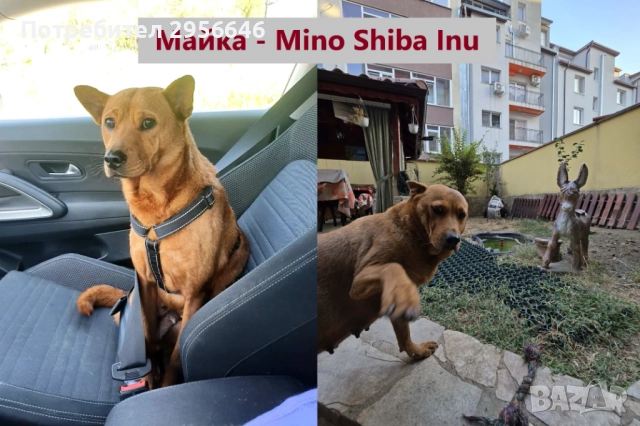 Продавам кученца Shiba Inu, снимка 6 - Шиба ину - 52849986