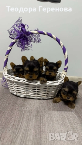 Йоркширски териер, снимка 3 - Други - 53437838