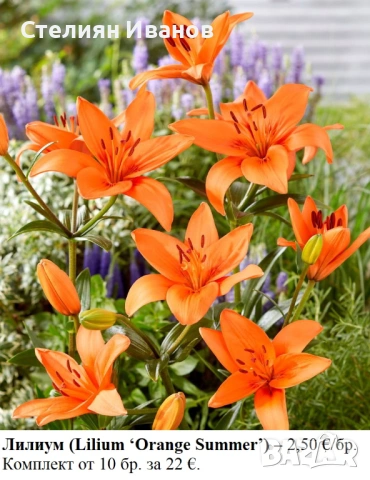 Лилиум (Lilium ‘Orange Summer’) - грудки