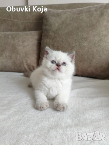 Не е красивв уникален е страхотен подарък за вашите любими , снимка 2 - Британска късокосместа - 53195913