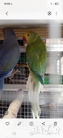 Малък Александър, снимка 11 - Папагали - 52169572