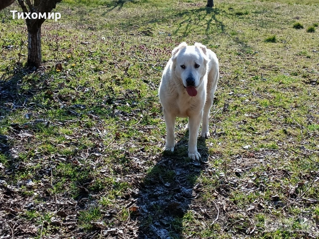 Алабай , снимка 9 - Алабай - 53407632