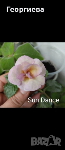 ризоми ахименес , снимка 6 - Градински цветя и растения - 53498563