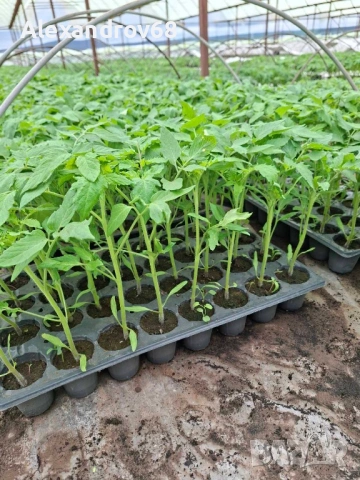 ТОП РАЗСАД на ТОП ЦЕНА от ПРОИЗВОДИТЕЛ, снимка 2 - Разсади - 54137204