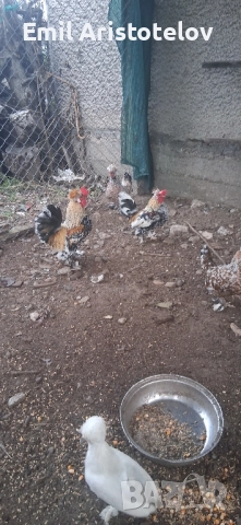 Бреговски джинки , снимка 6 - Кокошки и пуйки - 52465650