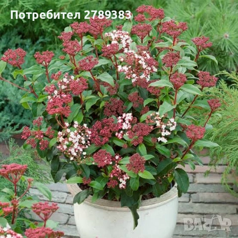 Вечнозелена калина