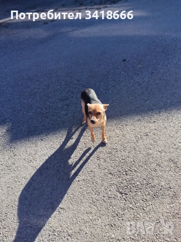 Подарява се пинчер , снимка 5 - Пинчер - 53658838