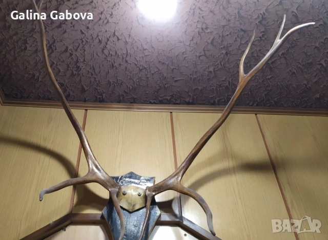 Еленови рога , снимка 1 - Антикварни и старинни предмети - 38880520