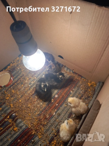 Пиленца американски копринки 