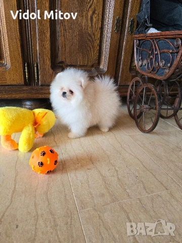 Мини Померан момче 