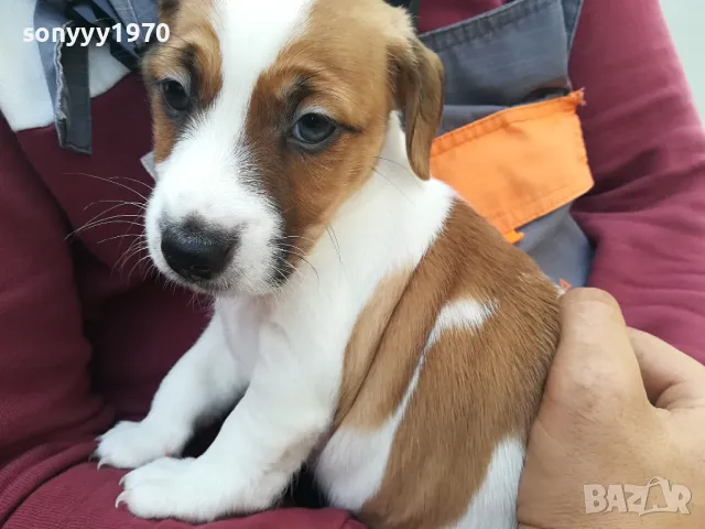 ПРОДАВАМ ДЖАК РЪСЕЛ 1505251425, снимка 8 - Джак ръсел териер - 50299998