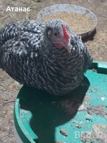 Супер харко петлета., снимка 2 - Кокошки и пуйки - 52048156