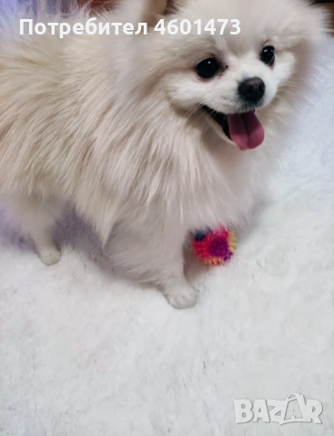 Търся женски померан за разплод!