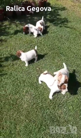 чистокръвни мини Джак Ръсели, снимка 4 - Джак ръсел териер - 53667259