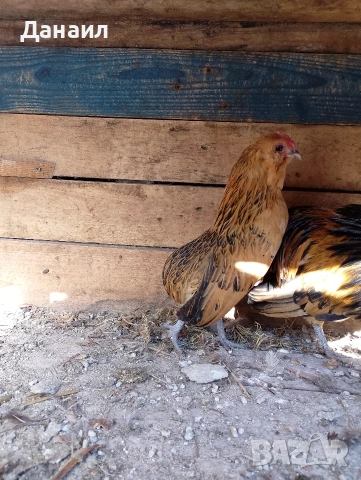 Грюбе, снимка 3 - други­ - 53823897