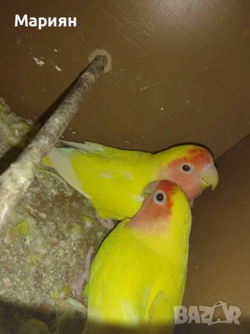 Двойка неразделки