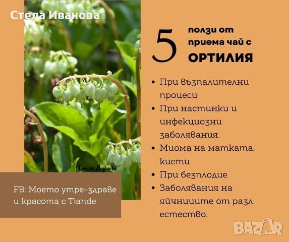 Билков чай Ортилия при репродуктивни проблеми, кисти, безплодие, нередовен цикъл и др, снимка 2 - Хранителни добавки - 46064370