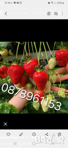 Разсад ягоди , снимка 13 - Разсади - 53132731