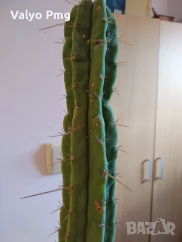 Кактуси Сан Педро, снимка 8 - Стайни растения - 47015953