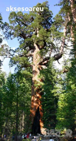 Нови качествени 15 семена от гигантска секвоя мамутово дърво sequoiadendron giganteum за декорация, снимка 17 - Сортови семена и луковици - 50223094