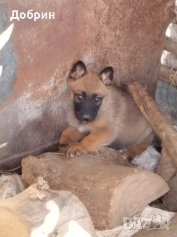 Белгийски овчарки, снимка 2 - Белгийска овчарка - 53097572