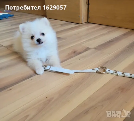Померан/Мини померан/Мъжко 