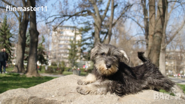 Мини шнауцер кученца, снимка 3 - Други - 54112300