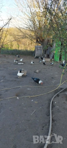 Продавам неми патки