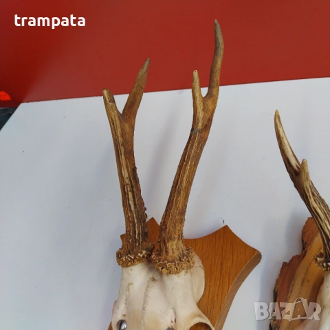 НАЙ ДОБРАТА ОФЕРТА Два броя рога от сръндак, снимка 3 - Антикварни и старинни предмети - 53181928