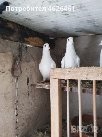 Пощенски, снимка 3 - Гълъби - 53399498
