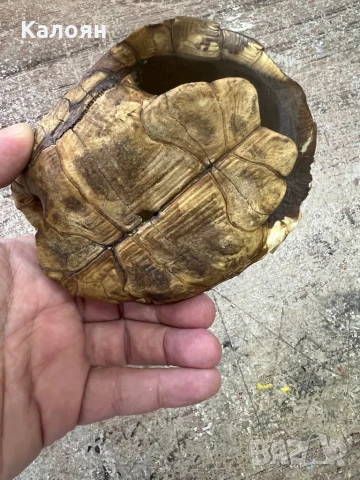 Костенурка черупка , снимка 4 - Други ценни предмети - 50871785