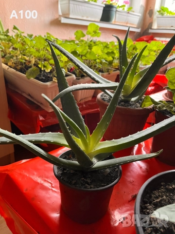 Алое вера - различни големини, снимка 6 - Стайни растения - 41737569