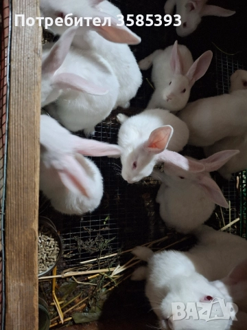 продавам зайци, снимка 2 - Други животни - 52657946