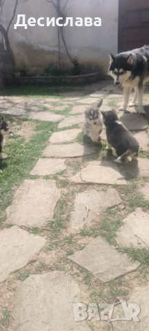  Хъски, снимка 5 - Хъски - 54180286