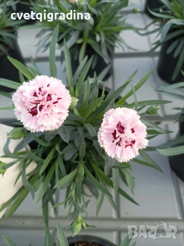 Двуцветен градински карамфил, снимка 2 - Градински цветя и растения - 52814389