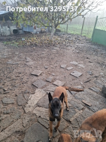 Белгийска овчарка Малиноа, снимка 10 - Белгийска овчарка - 52827626