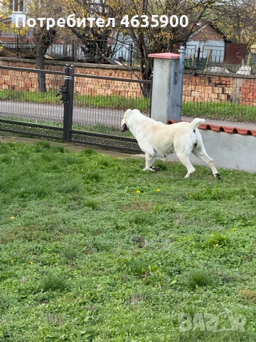 САО момиче на 57 дни., снимка 17 - Алабай - 54113727